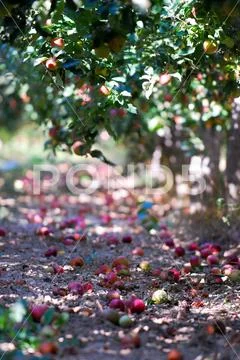 Ripe apples ready for harvesting, shallow dof Stock Photos