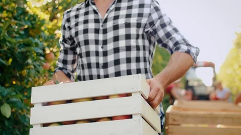 Ripe apples ready to pick Stock Footage 117421289