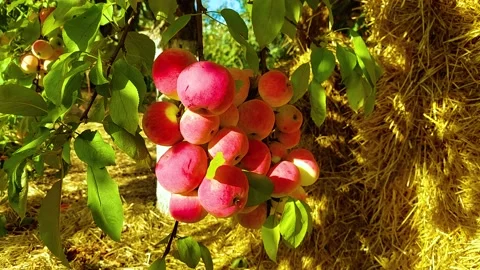 Ripe apples on the tree for advertising Stock Footage 160291236