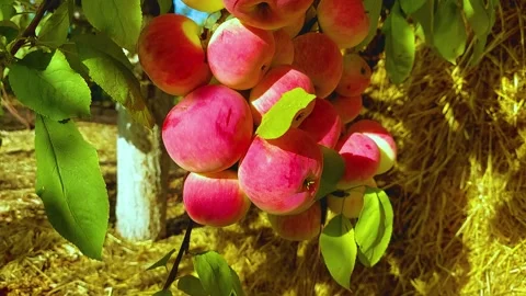 Ripe apples on the tree for advertising Stock Footage 160291285
