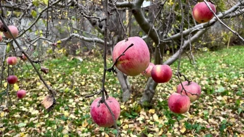 Ripe apples on a tree blown by the wind in autumn Stock Footage 255528470