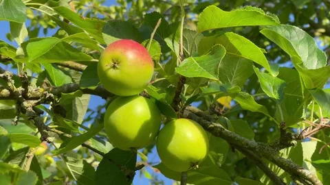 Ripe apples on tree blue sky leaves moving in breeze Stock Footage 291715418