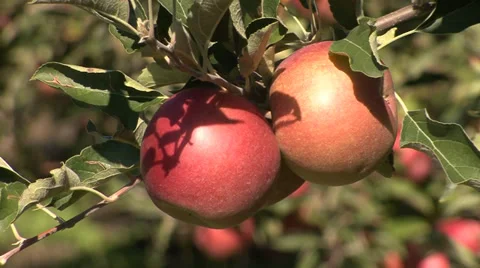 Ripe apples on a tree branch Stock Footage 35712747