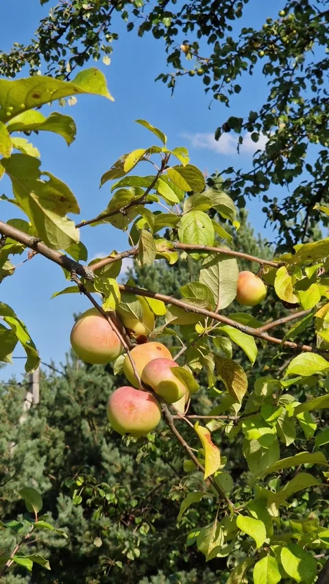 Ripe apples on a tree branch Vídeo Stock 344181485