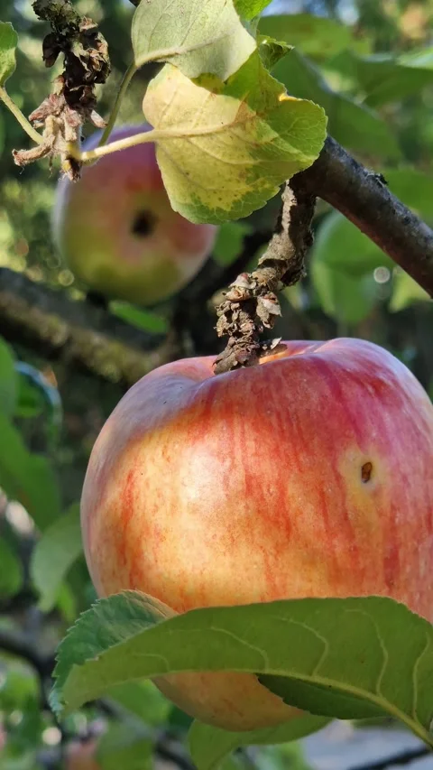 Ripe apples on a tree branch Video stock 344181886