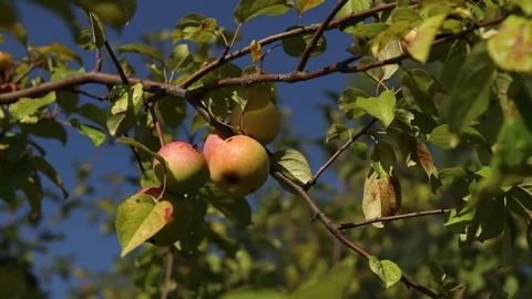 Ripe apples on a tree branch in the garden under the blue sky Stock Footage 345921790