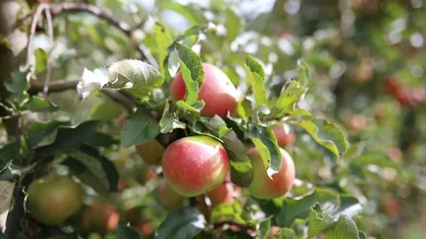 Ripe apples on a tree branch in the orchard Stock Footage 318843342