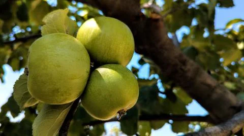 Ripe apples on a tree branch on a summer day Stock Photos