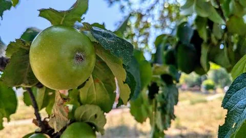 Ripe apples on a tree branch on a summer day Stock Photos