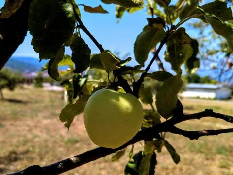 Ripe apples on a tree branch on a summer day Stock Photos