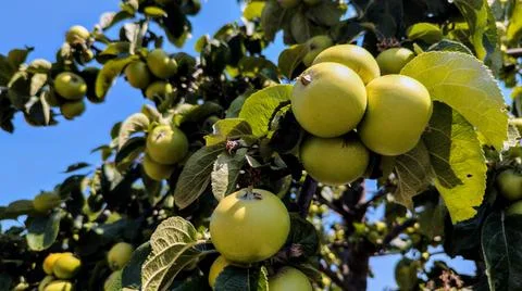 Ripe apples on a tree branch on a summer day Stock Photos