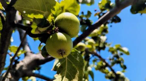 Ripe apples on a tree branch on a summer day Stock Photos