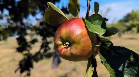 Ripe apples on a tree branch on a summer day Stock Photos