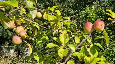 Ripe apples on a tree branch on a sunny day 스톡 동영상 344181342