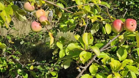 Ripe apples on a tree branch on a sunny day 動画素材 344181587
