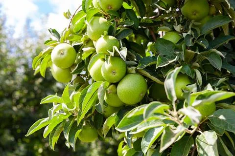 Ripe apples on tree branches Stock-Fotos