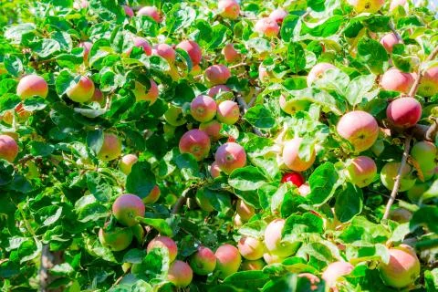 Ripe apples on tree branches. Red fruit and green leaves. Orchard. Stock Photos