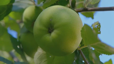 Ripe apples on tree in garden. Growing apples in eco garden. Ripe apple on tree Stock Footage 307611945