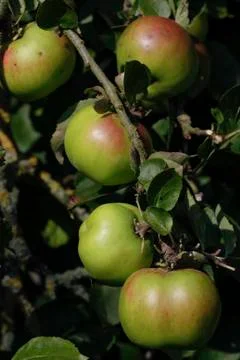 Ripe apples tree Stock Photos