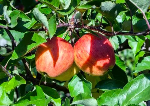 Ripe apples at the tree Stock Photos