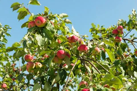 Ripe apples on a tree Stock Photos
