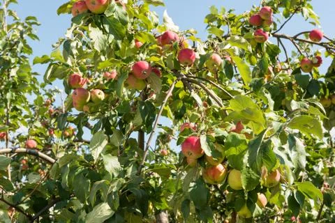 Ripe apples on a tree Stock Photos