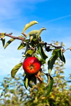 Ripe apples at the tree Stock Photos