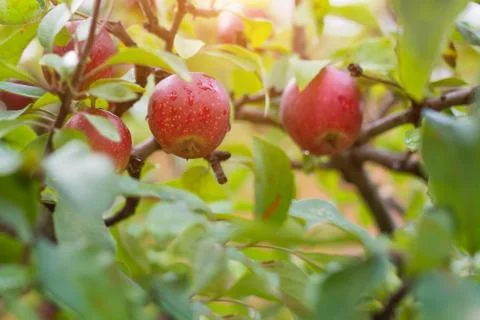Ripe apples on the tree Stock Photos