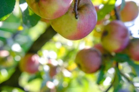 Ripe apples on the tree Stock Photos