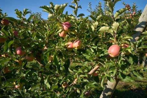 Ripe Apples on the Tree Fotos de archivo