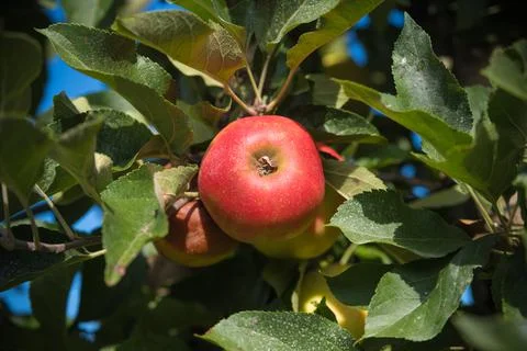 Ripe apples on tree Stock Photos