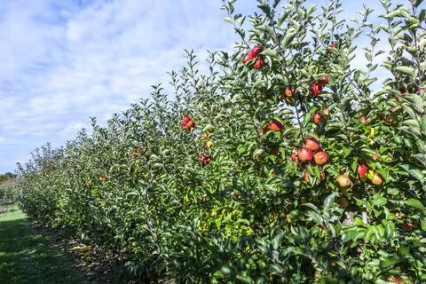 Ripe apples at the tree Stock Photos
