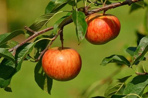 Ripe apples on a tree Stock Photos