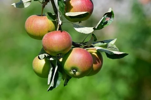Ripe apples on a tree Stock Photos