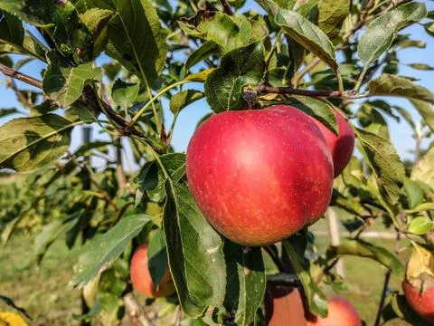 Ripe apples in the tree in summer Fotos Stock