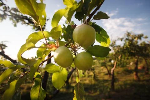 Ripe apples in tree on sunset Stock Photos