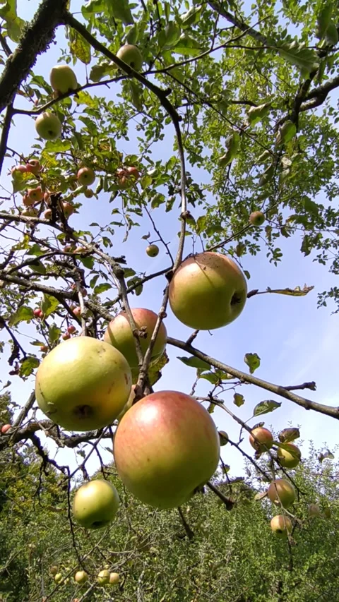 Ripe apples on trees against the sky Stock Footage 213944913