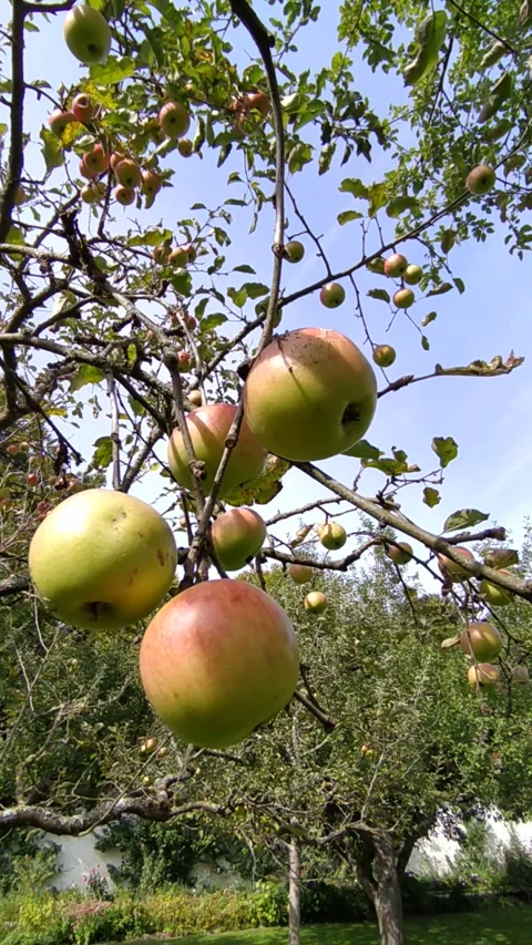 Ripe apples on trees against the sky Stock Footage 213944914