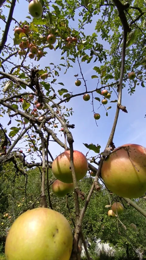 Ripe apples on trees against the sky Stock Footage 213945183
