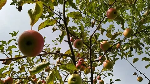 Ripe apples on trees against the sky Stock Footage 213945186