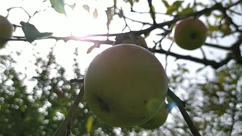 Ripe apples on trees against the sky Stock Footage 213945228