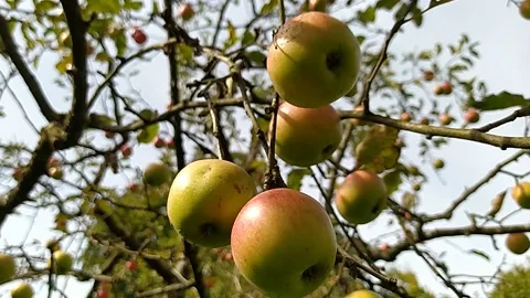 Ripe apples on trees against the sky Stock Footage 213945509