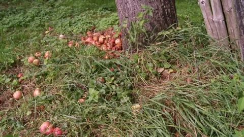 Ripe apples under a tree in a meadow Stock Footage 282892727
