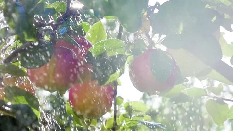 Ripe apples in water drops. slow motion. Stock Footage 80449351