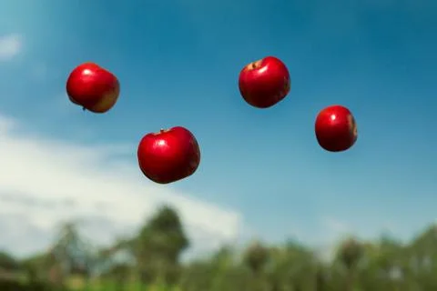 Ripe apples in zero gravity thrown into the air Stock Photos