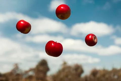 Ripe apples in zero gravity thrown into the air Stock Photos