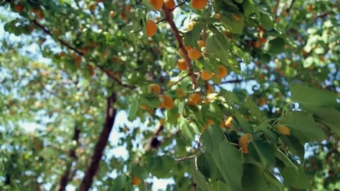 Ripe apricot Stock Footage 135895612