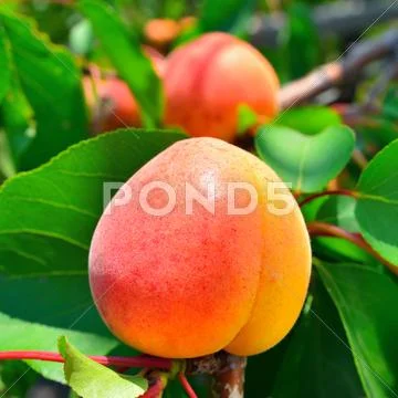 Ripe apricot Stock Photos