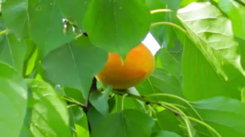 Ripe apricots on the branch Stock Footage 26319048