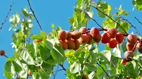 Ripe apricots on the branch Stock Footage 26319206